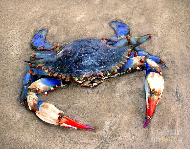 Chesapeake Bay blue crab numbers rise after last year’s record lows ...