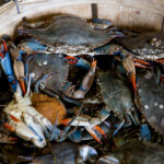 Bucket of gray crabs