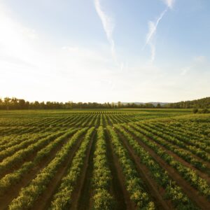 This shot makes me thirsty! I love how this shot turned out. I was about 10 meters above the ground with my Mavic Pro. This is a small winery in the mid-Willamette Valley outside Salem, Oregon. This is one of the biggest wine-producing areas in the country and it makes for some wonderful evening drone flights.