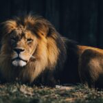 Lion at the Maryland Zoo in Baltimore, Maryland.