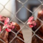 brown hen in cage during daytime