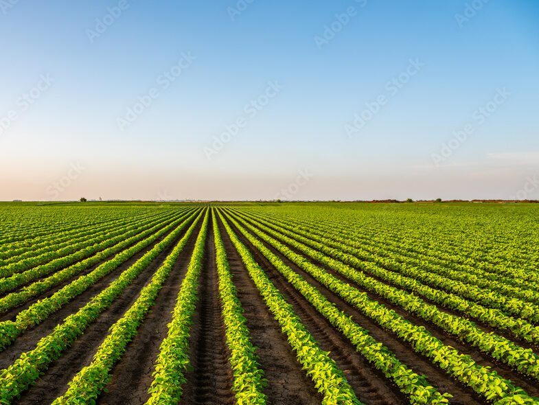 View of soybean farm agricultural field against sky