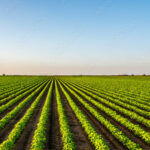 View of soybean farm agricultural field against sky