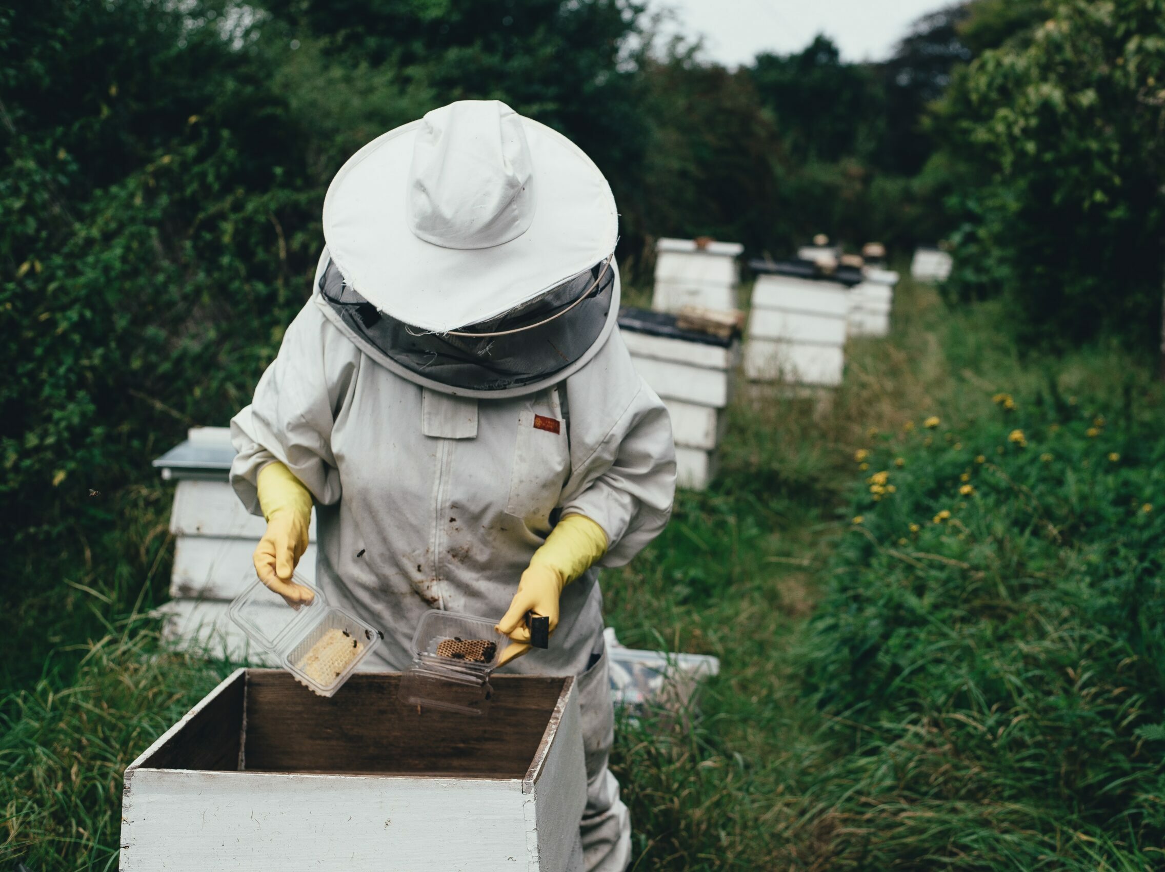 Deans Court beekeeper