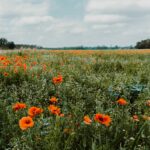 red poppy flower