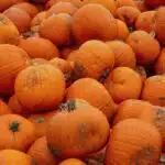 orange pumpkin lot