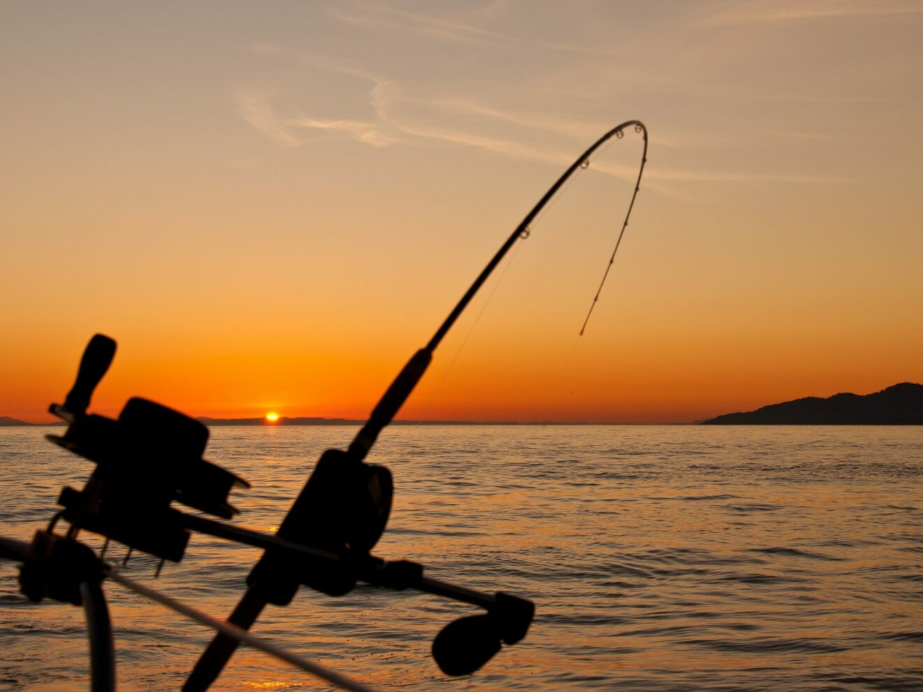 Following worrying rockfish population data, Maryland looks to cancel