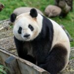 A panda at the zoo in Copenhagen, Denmark.