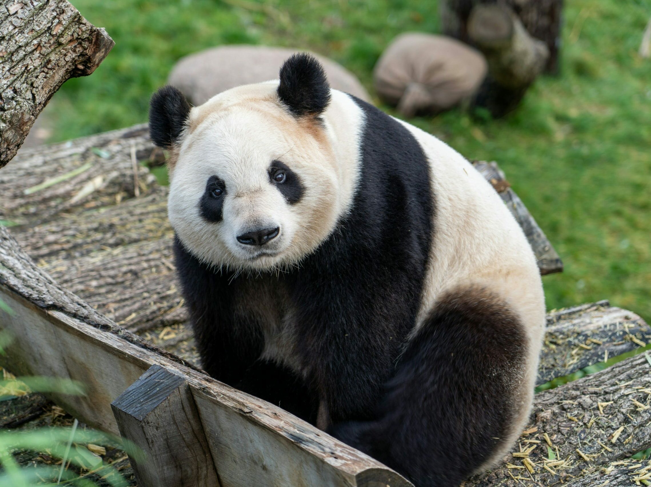 A panda at the zoo in Copenhagen, Denmark.