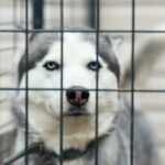 White and black siberian husky in cage