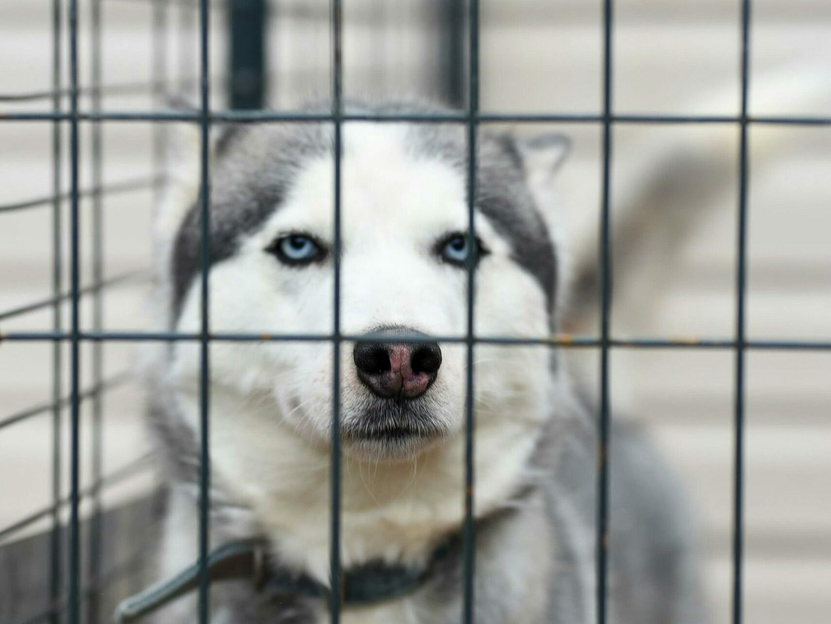 White and black siberian husky in cage