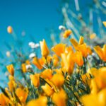 California blooming like crazy after months of non-stop rains. Even deserts are covered with juicy bright flowers. The photo was made on Diamond Valley Lake a few days ago.