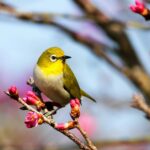 yellow bird on Sakura tree