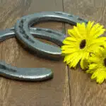 Preakness Stakes Black Eyed Susans with Horseshoes on Wood