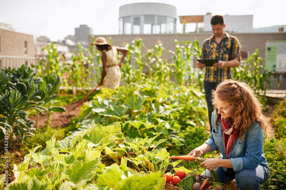 group of urban farmers harvesting vegetables from an organic rooftop community garden