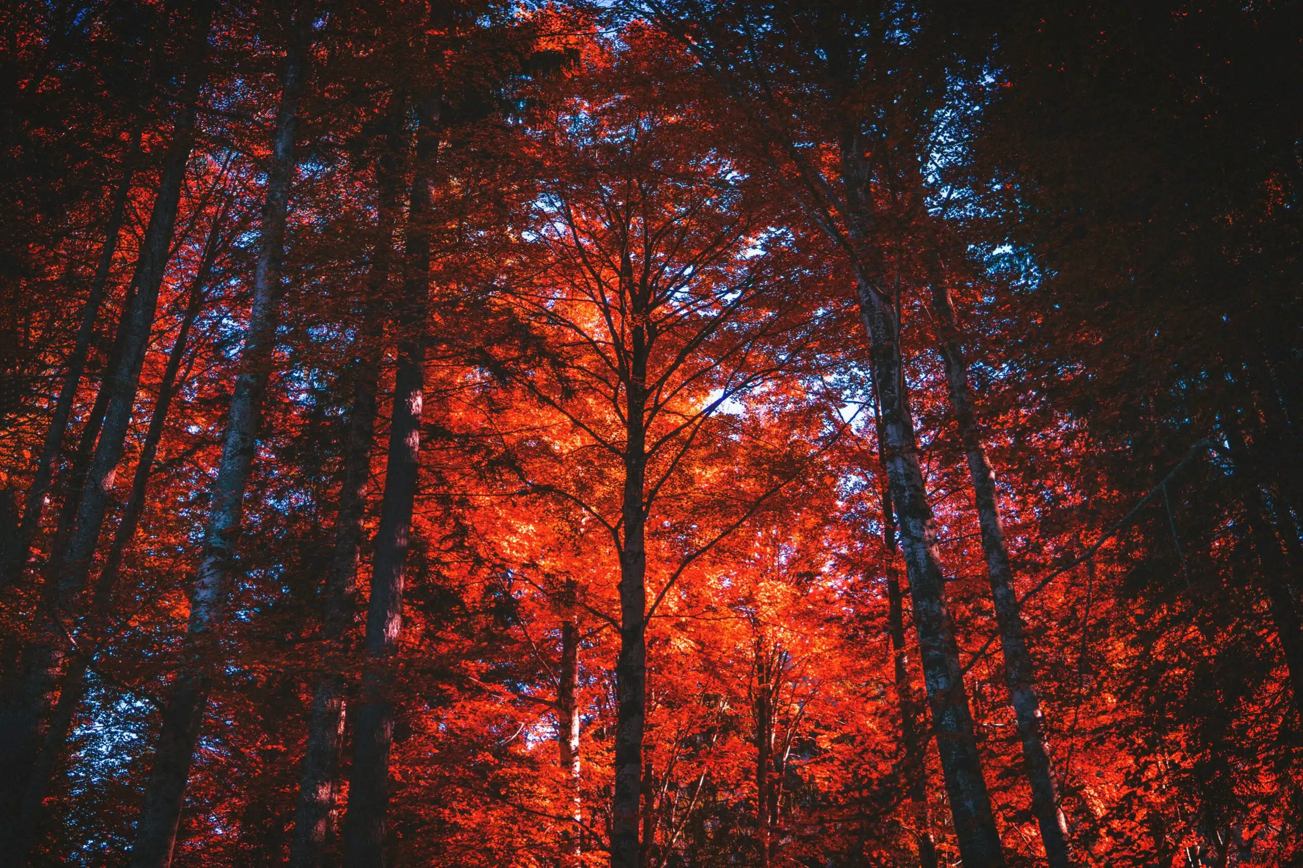 Red woods